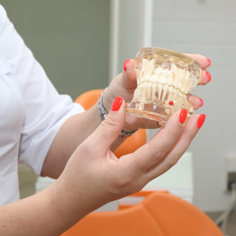 doctor-holds-mockup-patients-jaw-his-hands